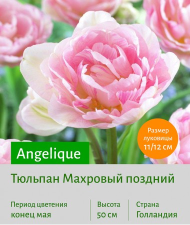 Тюльпан Махровый поздний (double late) Angelique